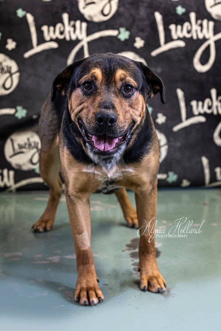 Bruno, an adopted Shepherd Mix in Butte, MT_image-1