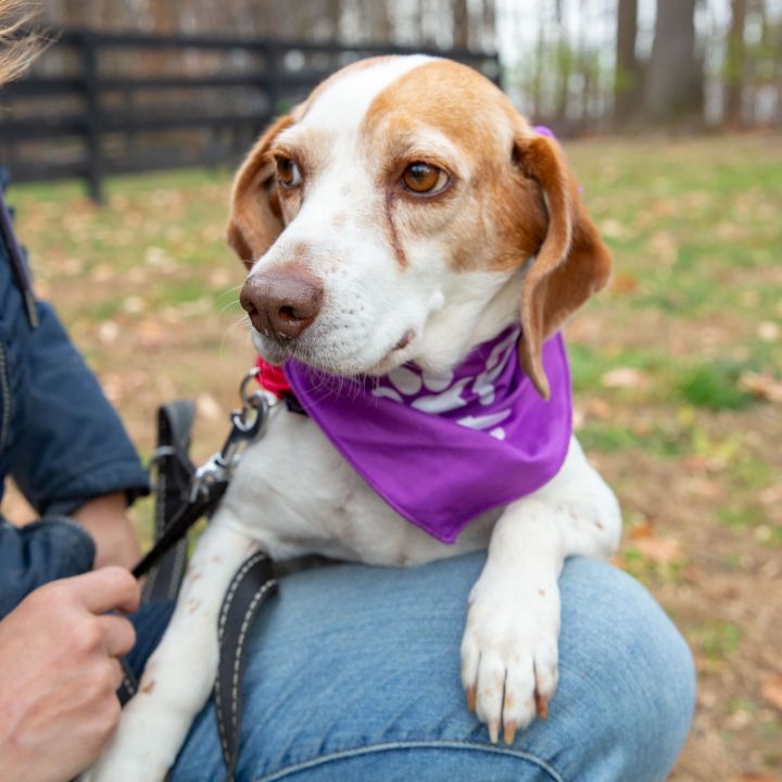Sally , an adopted Beagle & Jack Russell Terrier Mix in West Grove, PA_image-4