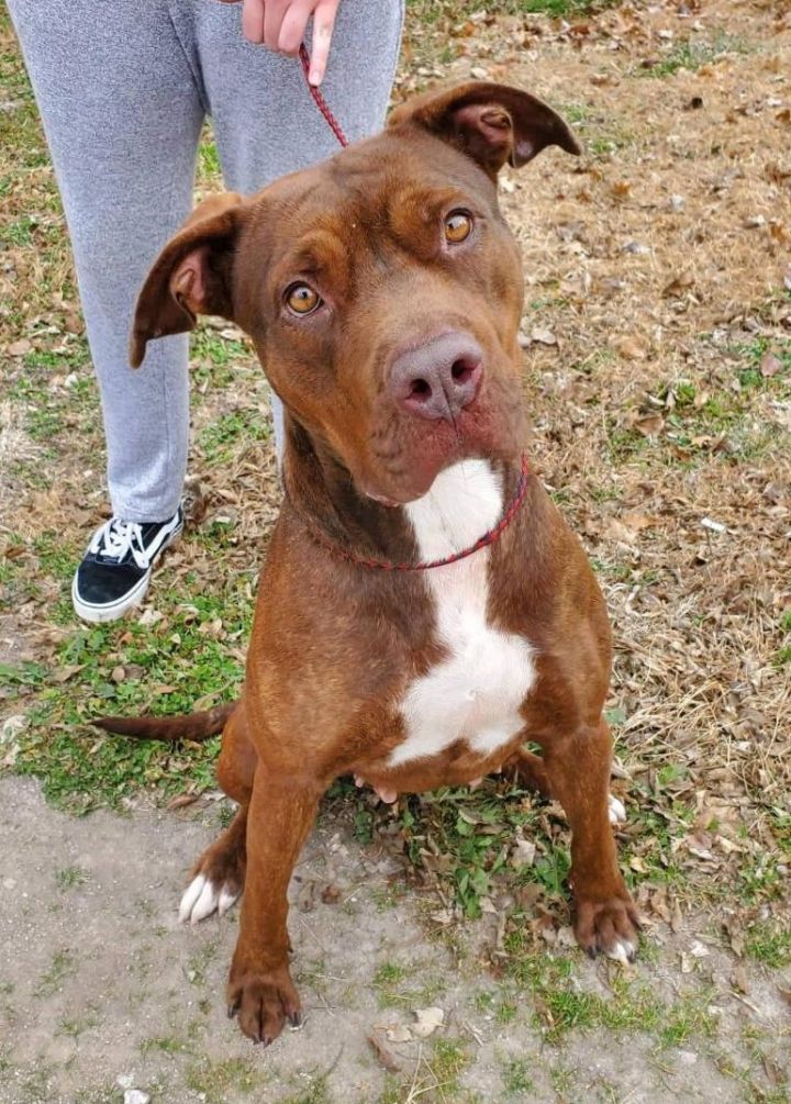 rottweiler bull terrier mix