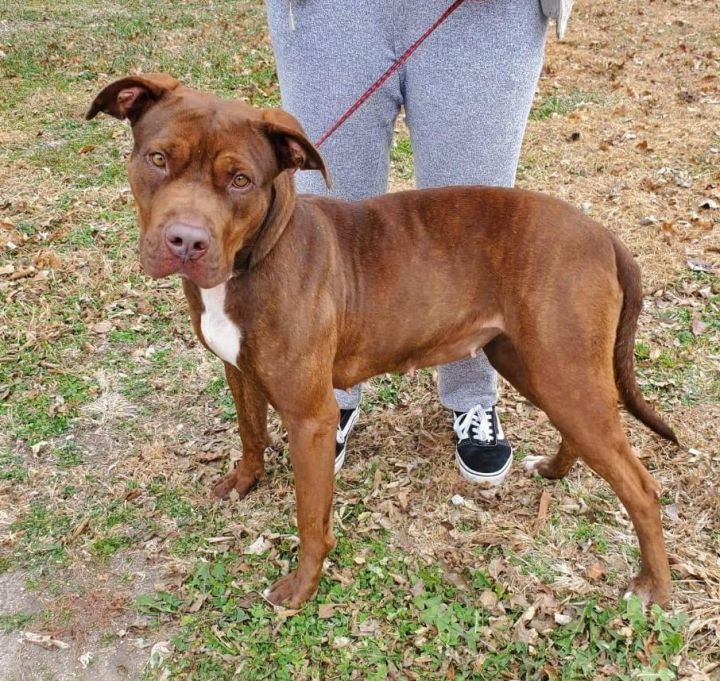 rottweiler and blue nose pitbull mix