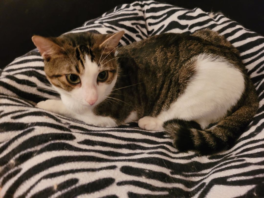 Cat for adoption Linny (named after the street he was found), an