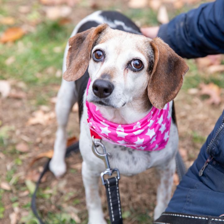 Peaches, an adopted Beagle in West Grove, PA_image-4