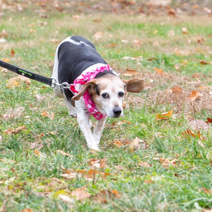 Peaches, an adopted Beagle in West Grove, PA_image-6