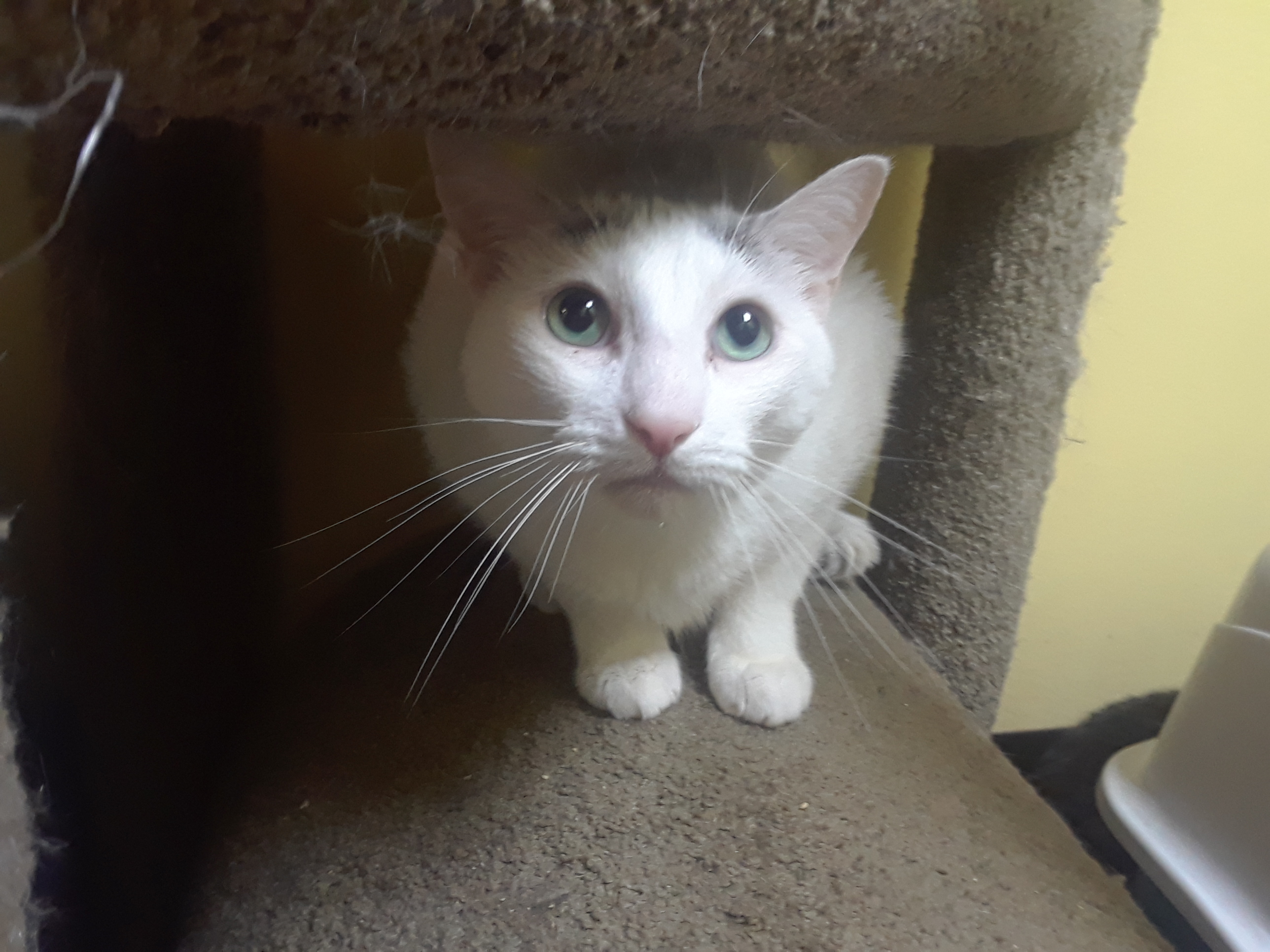 Noble, an adoptable Domestic Short Hair in Margate, FL, 33063 | Photo Image 1