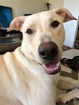 COURTESY POST MEET MALLARD This good looking Lab mix is seeking his forever Super smart playful