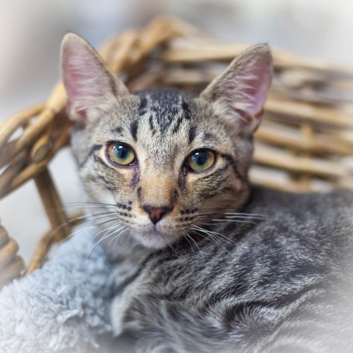 Chandler, an adopted Domestic Short Hair in St Augustine, FL_image-3
