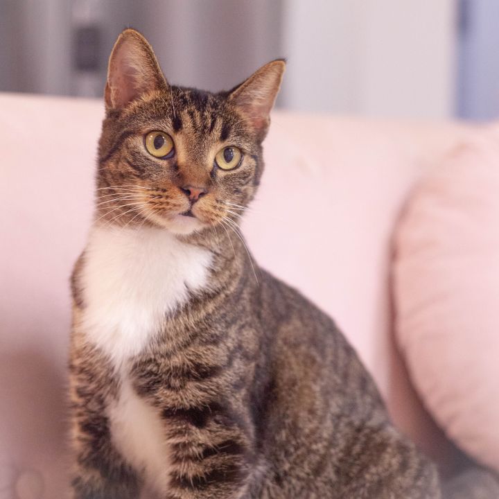 Edeline, an adopted Domestic Short Hair in Ponte Vedra, FL_image-1