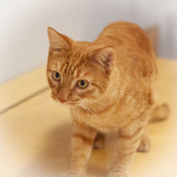 Toby, an adoptable Domestic Short Hair in Ponte Vedra, FL_image-4