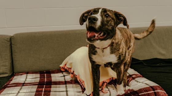 JOVI, an adoptable Labrador Retriever, Mixed Breed in Saskatoon, SK, S7K 3S9 | Photo Image 1