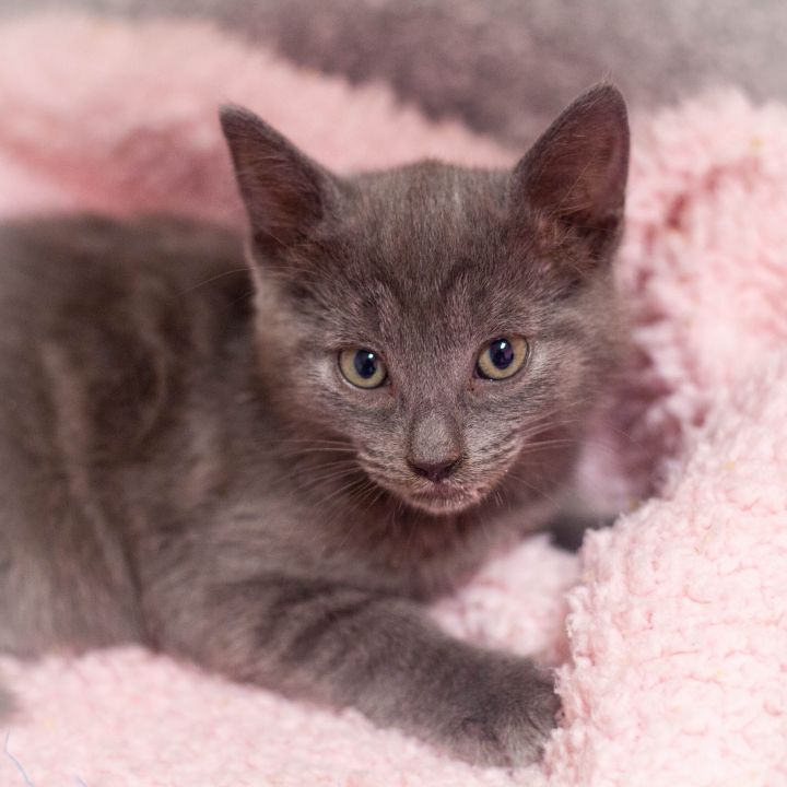 Julia, an adopted Russian Blue & Domestic Short Hair Mix in Ponte Vedra, FL_image-2