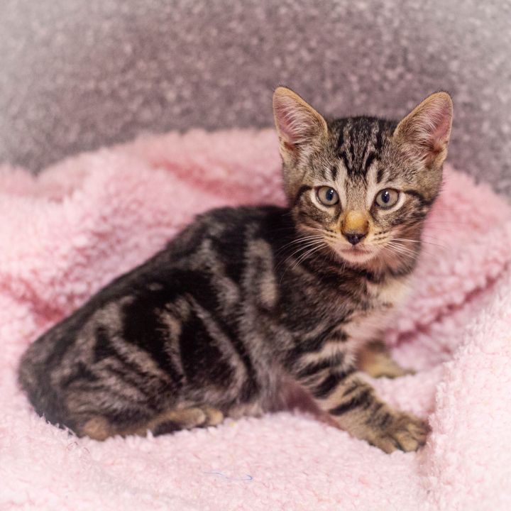 Judd, an adopted Tabby & Domestic Short Hair Mix in Ponte Vedra, FL_image-2