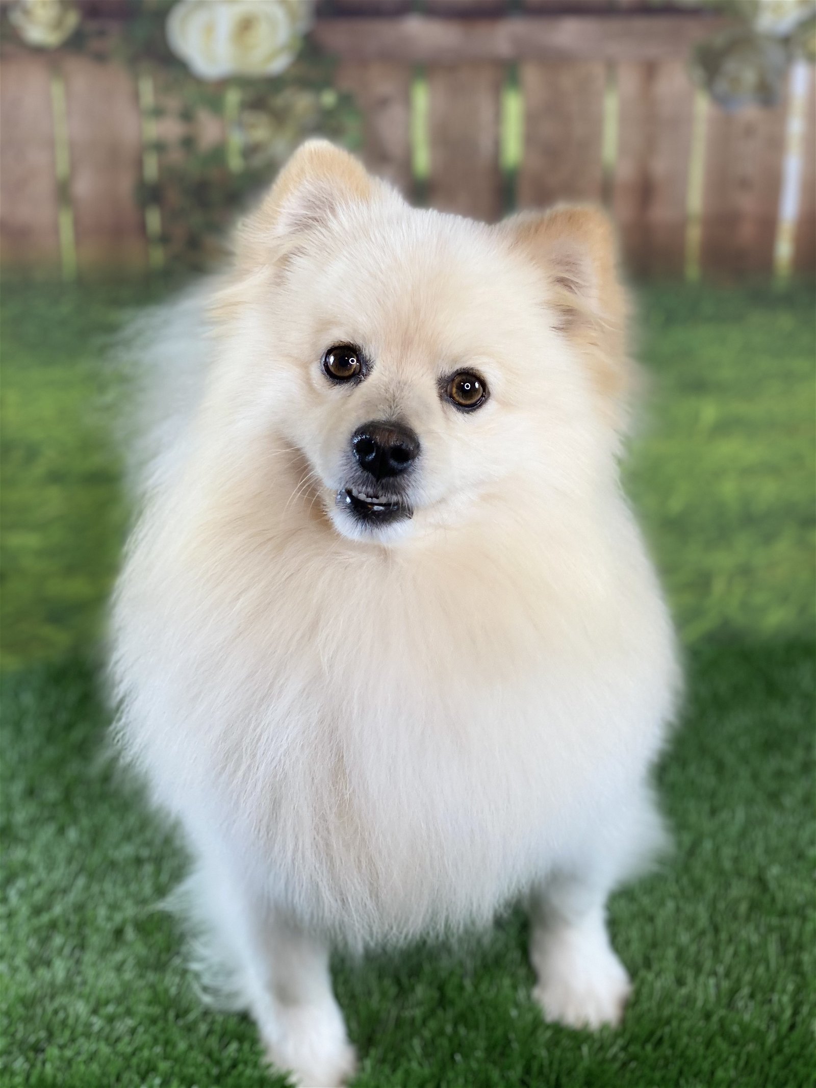 Concho, an adoptable Pomeranian in Garland, TX, 75040 | Photo Image 1