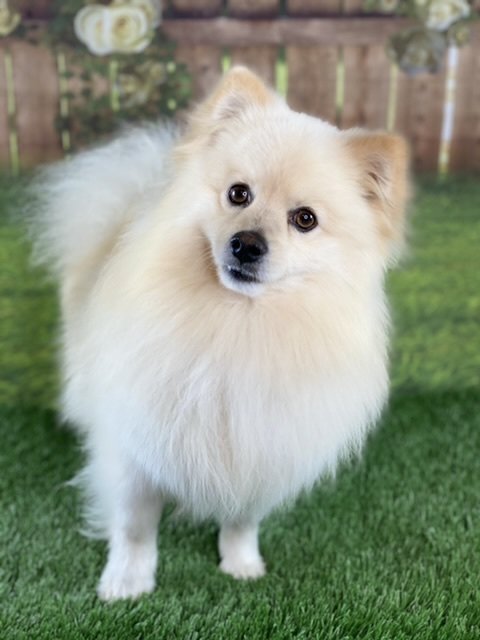 Concho, an adoptable Pomeranian in Garland, TX, 75040 | Photo Image 3