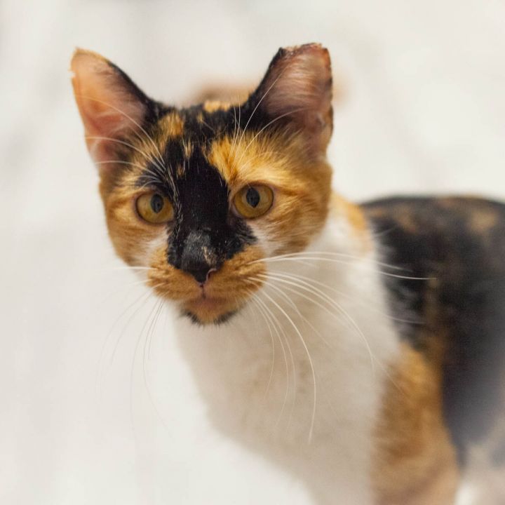 Dolly, an adoptable Tortoiseshell in Ponte Vedra, FL_image-4