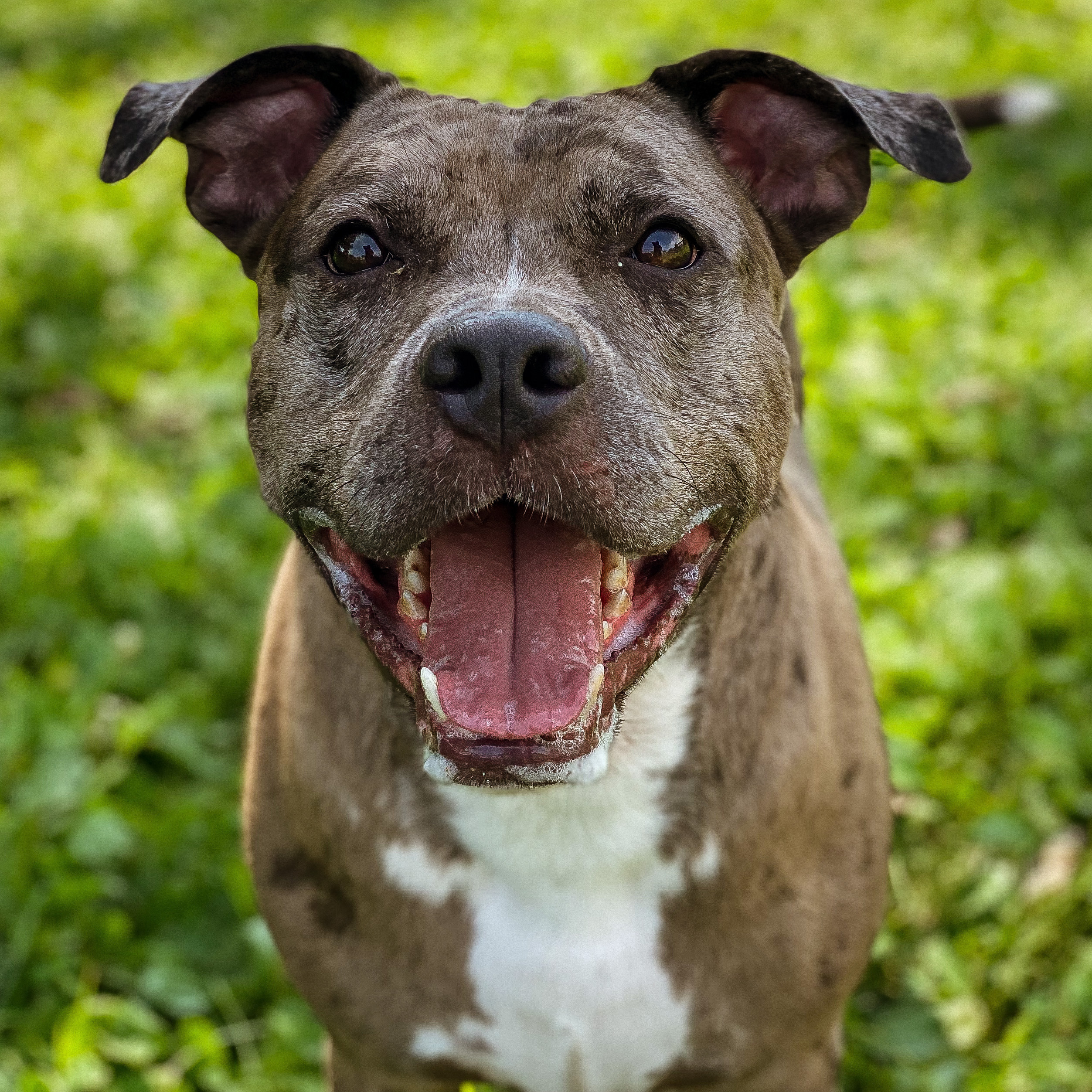 RILEY, an adoptable Pit Bull Terrier, Catahoula Leopard Dog in Galesburg, IL, 61401 | Photo Image 1
