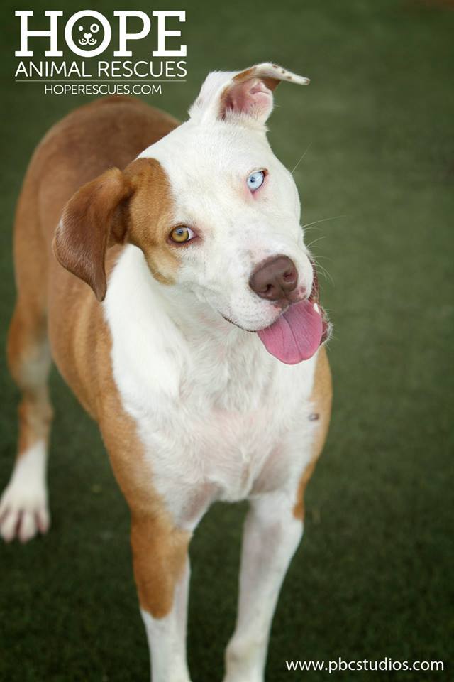 Alaska, an adoptable Pit Bull Terrier, Husky in Godfrey, IL, 62035 | Photo Image 1