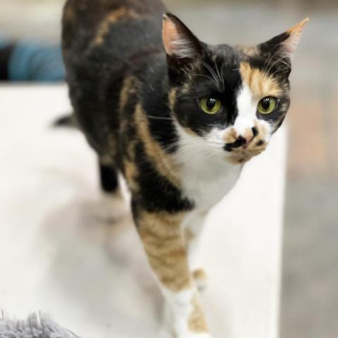 Mama Festivus, an adoptable Domestic Short Hair in Mount Juliet, TN, 37122 | Photo Image 1