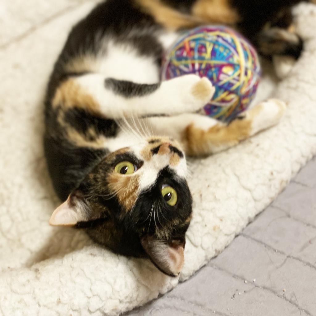 Mama Festivus, an adoptable Domestic Short Hair in Mount Juliet, TN, 37122 | Photo Image 3