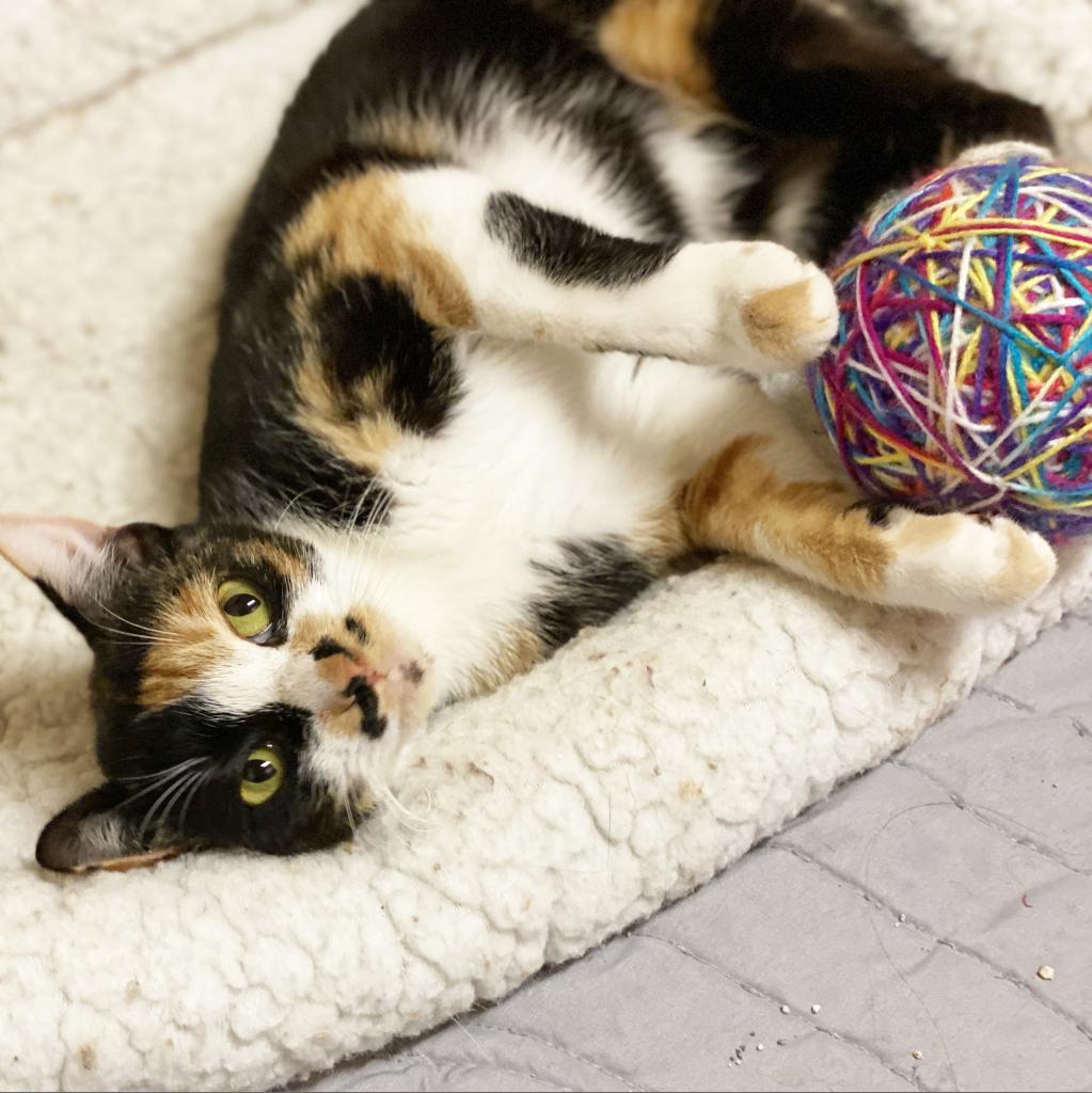 Mama Festivus, an adoptable Domestic Short Hair in Mount Juliet, TN, 37122 | Photo Image 4