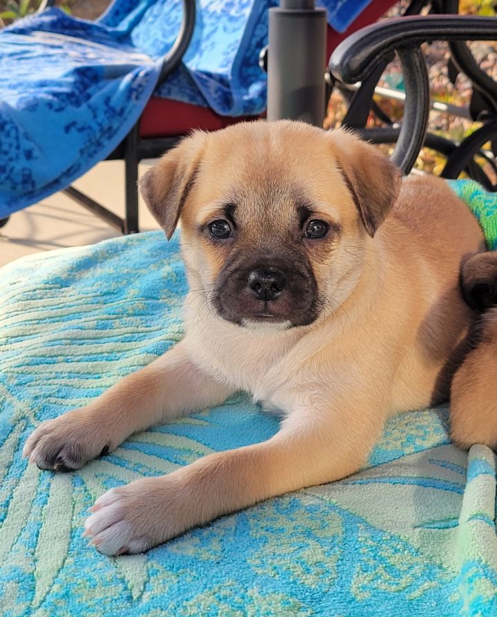 Aurora, an adopted Pug & Terrier Mix in San Diego, CA_image-1