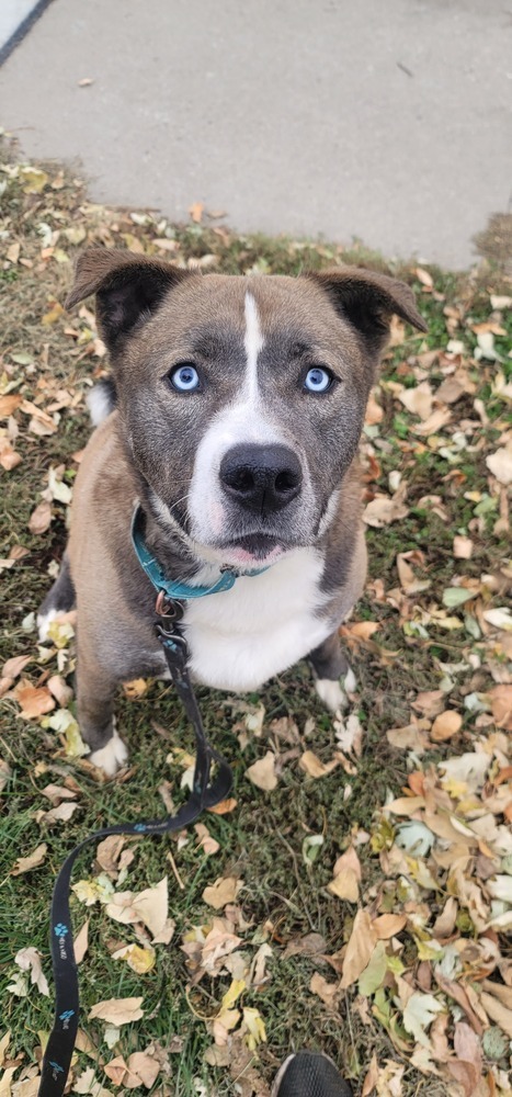 Tank, an adoptable Pit Bull Terrier, Husky in Fremont, NE, 68025 | Photo Image 1