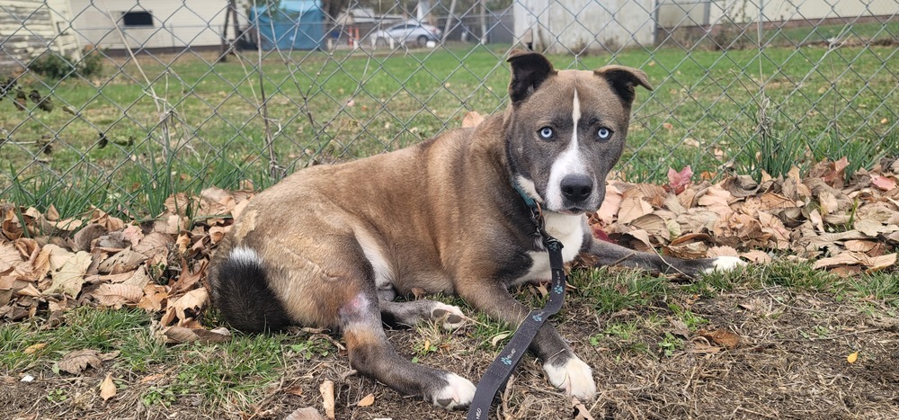 Tank, an adoptable Pit Bull Terrier, Husky in Fremont, NE, 68025 | Photo Image 2