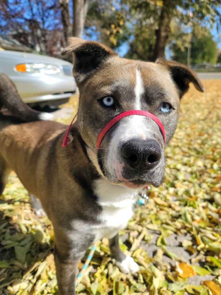 Tank, an adoptable Pit Bull Terrier, Husky in Fremont, NE, 68025 | Photo Image 3