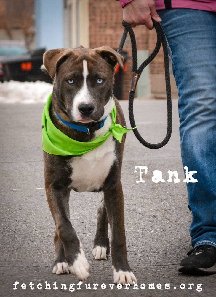 Tank, an adoptable Pit Bull Terrier, Husky in Fremont, NE, 68025 | Photo Image 4