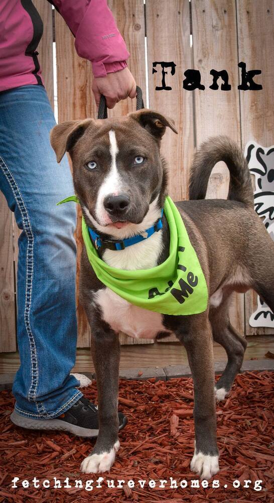 Tank, an adoptable Pit Bull Terrier, Husky in Fremont, NE, 68025 | Photo Image 5