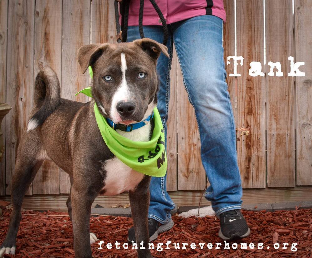 Tank, an adoptable Pit Bull Terrier, Husky in Fremont, NE, 68025 | Photo Image 6