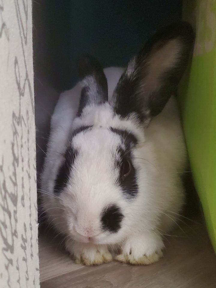Hendrix, an adoptable Bunny Rabbit in Albuquerque, NM_image-1