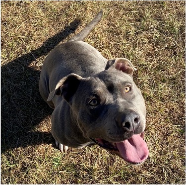 Bo, an adoptable American Bully, Pit Bull Terrier in Manning, SC, 29102 | Photo Image 1