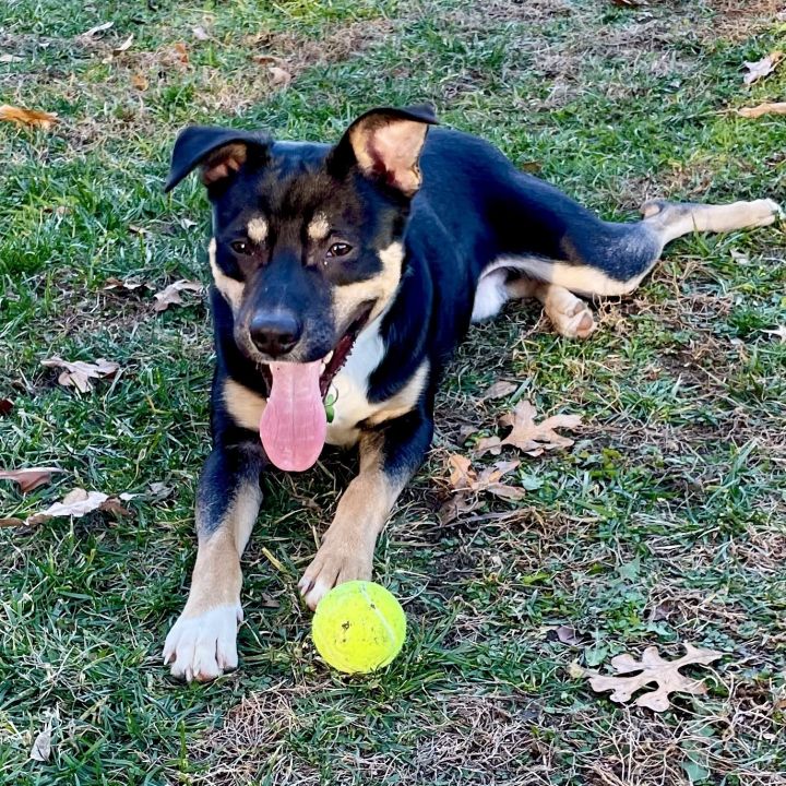 Eddie Bauer, an adopted Shepherd Mix in Springfield, MO_image-1