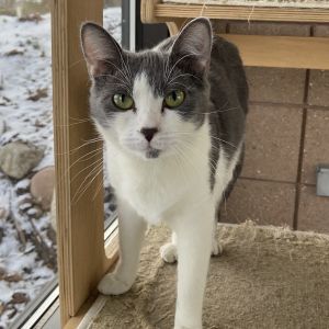 Cat For Adoption Maude A Domestic Short Hair In Battle Creek Mi Petfinder