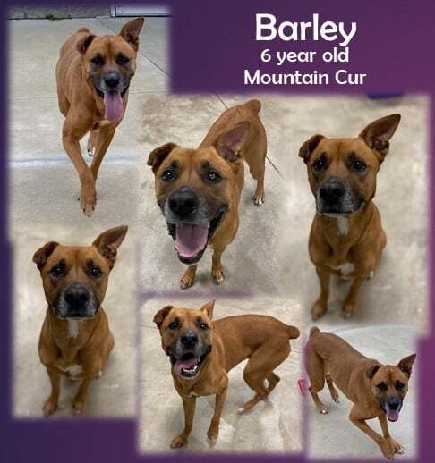 Barley - RICHMOND, IN, an adoptable Mountain Cur in LOWELL, IN, 46356 | Photo Image 3
