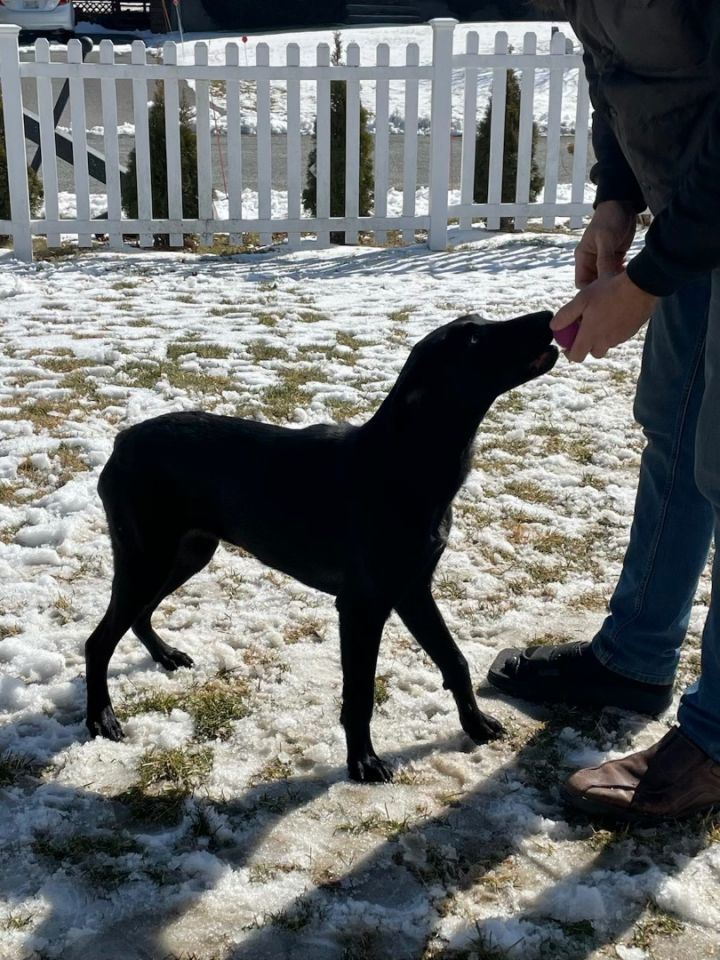Landrie, an adoptable Black Labrador Retriever Mix in Farmington, CT_image-2
