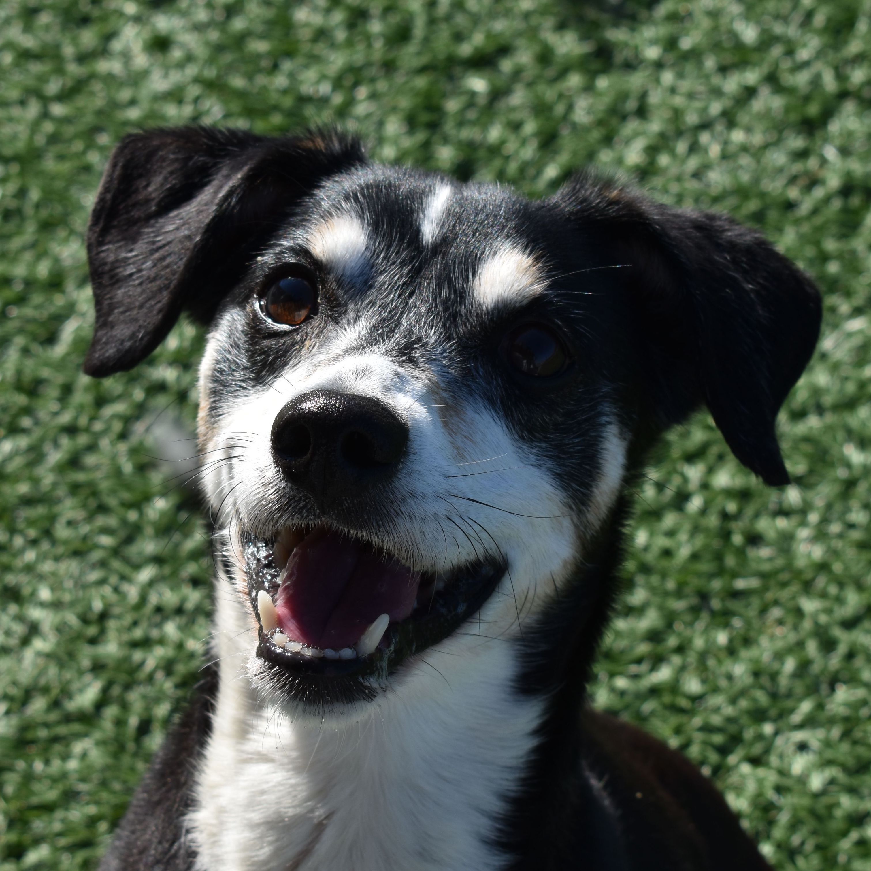 Boss, an adoptable Beagle in Auburn, NE, 68305 | Photo Image 1
