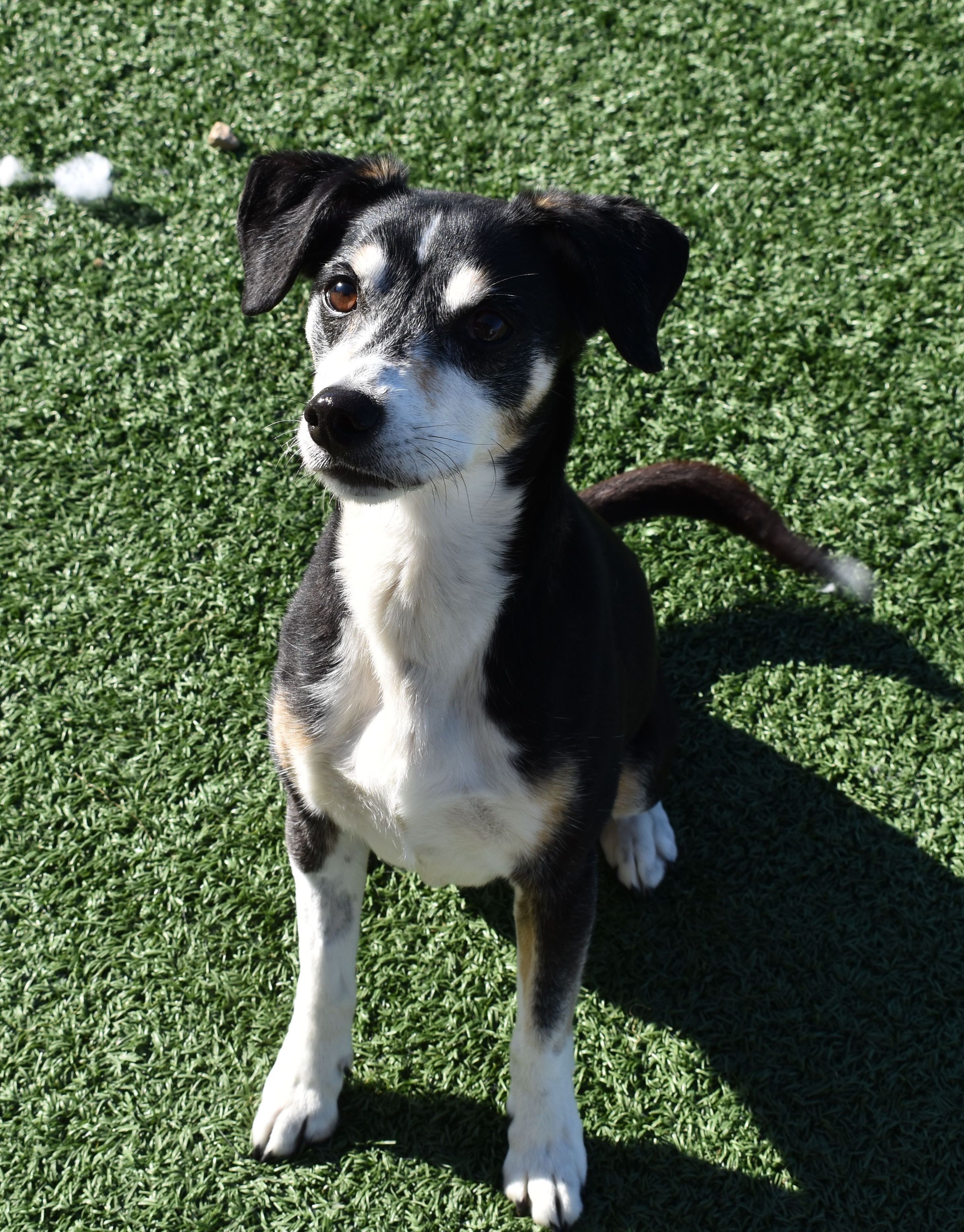 Boss, an adoptable Beagle in Auburn, NE, 68305 | Photo Image 2