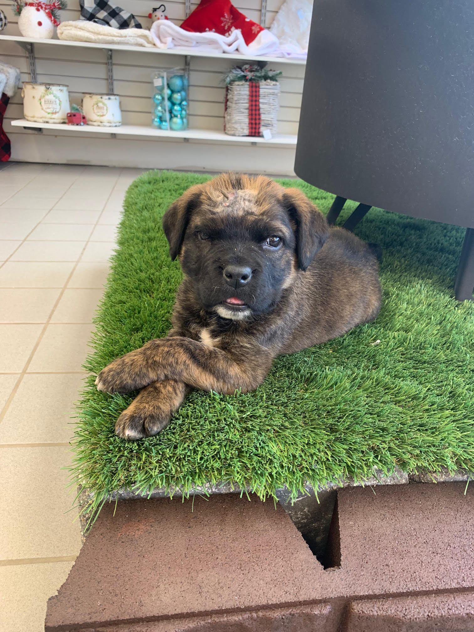 Buster, an adoptable Mixed Breed in Saskatoon, SK, s7h 3a1 | Photo Image 1