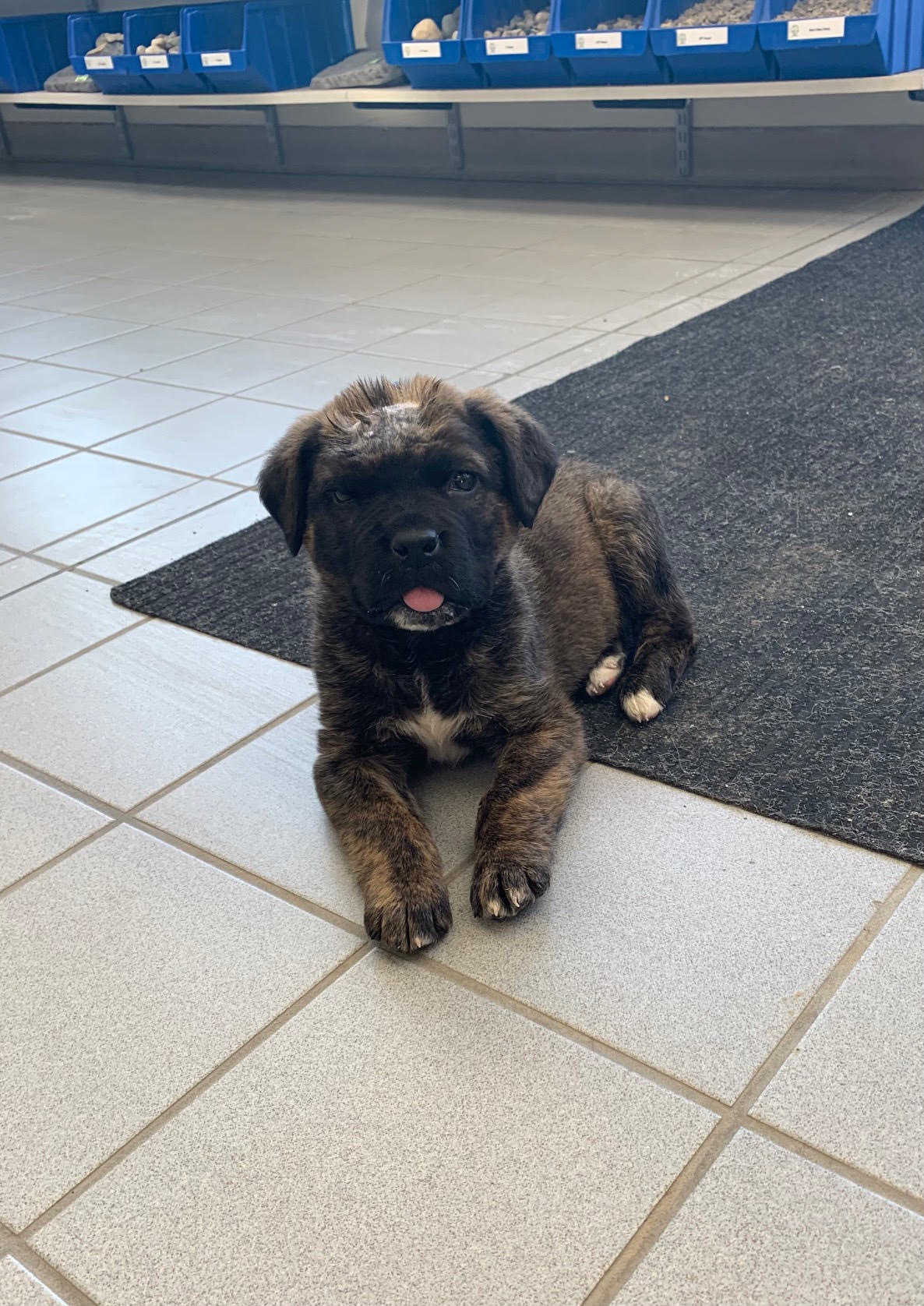 Buster, an adoptable Mixed Breed in Saskatoon, SK, s7h 3a1 | Photo Image 2