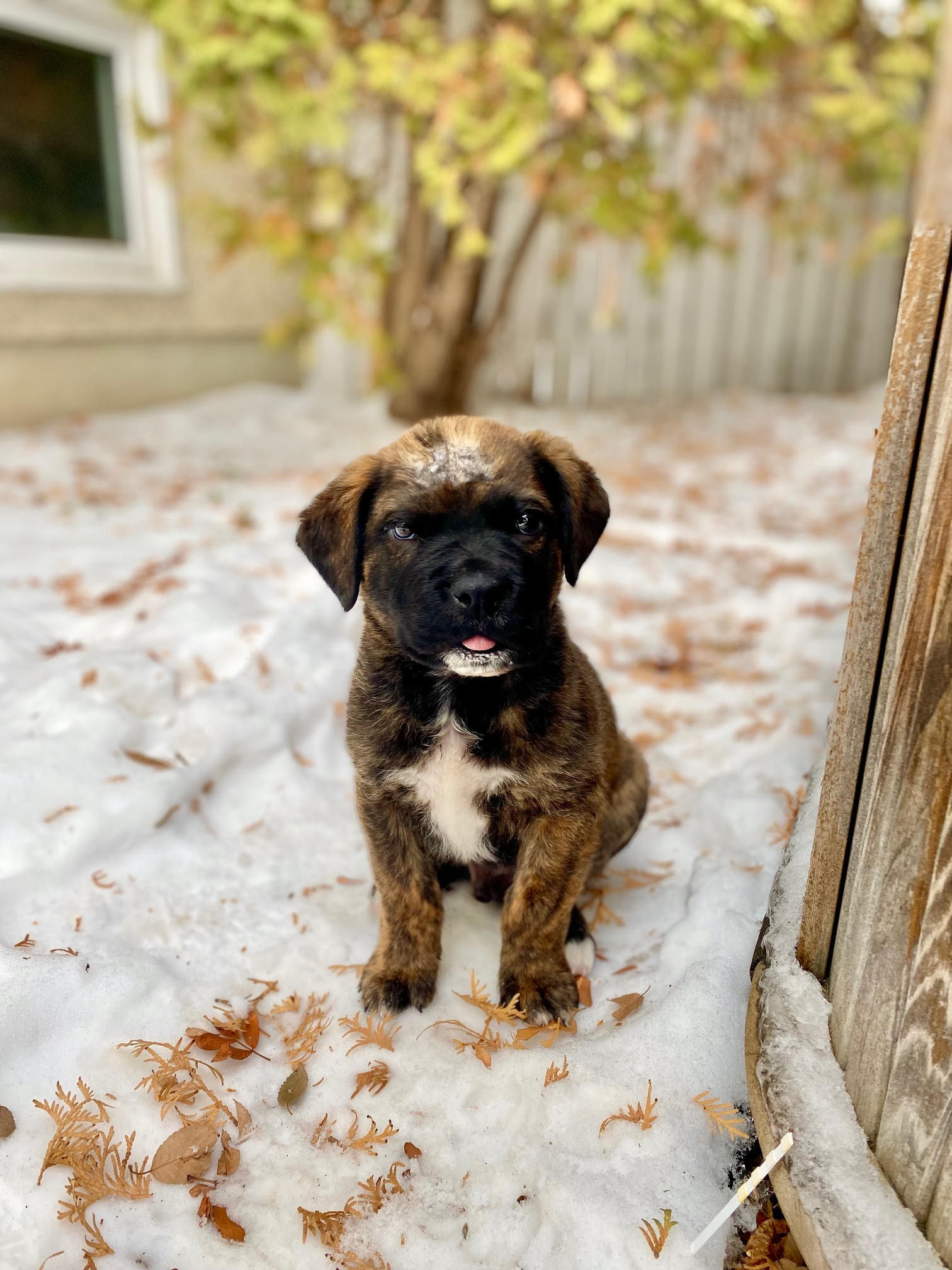 Buster, an adoptable Mixed Breed in Saskatoon, SK, s7h 3a1 | Photo Image 3