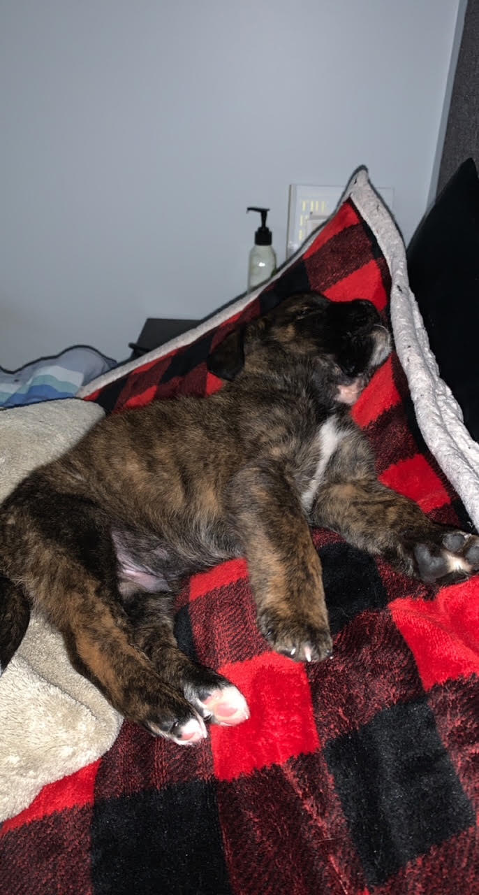 Buster, an adoptable Mixed Breed in Saskatoon, SK, s7h 3a1 | Photo Image 4