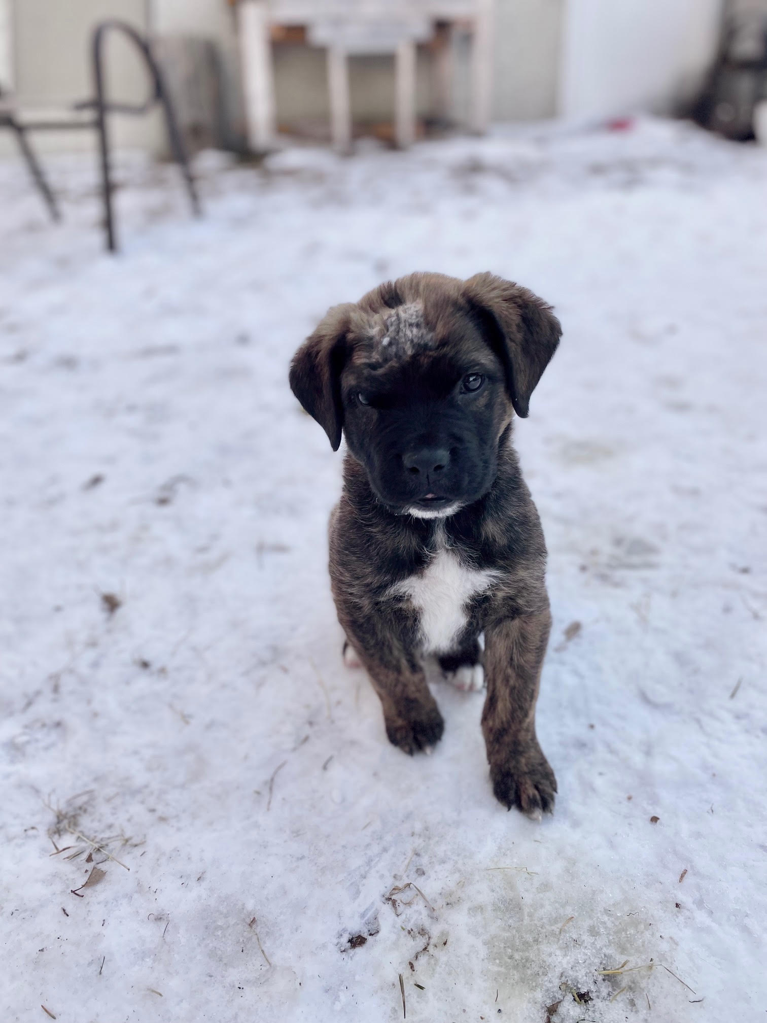 Buster, an adoptable Mixed Breed in Saskatoon, SK, s7h 3a1 | Photo Image 5