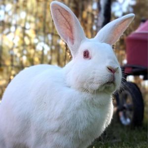 May, Adult Female unknown