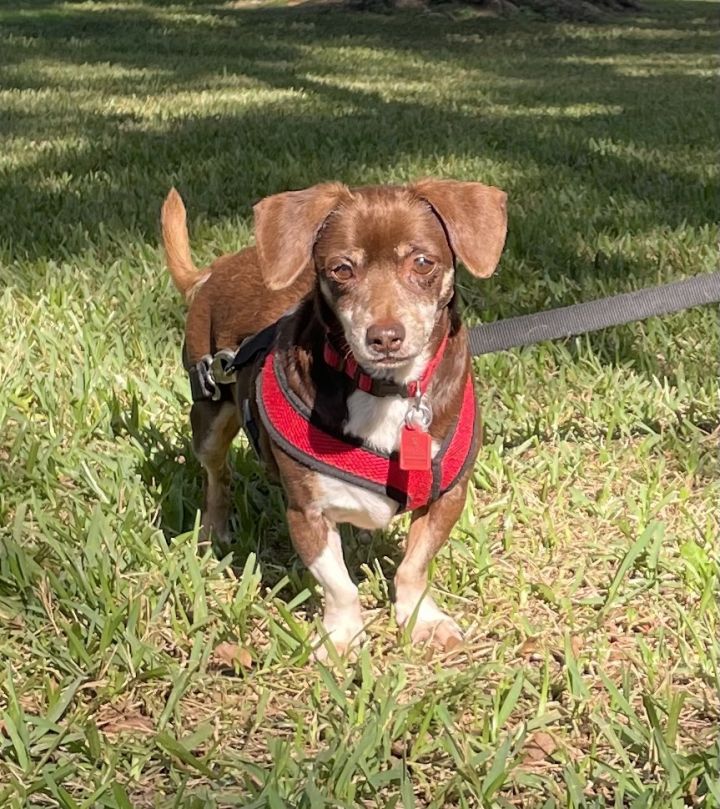 Baxter , an adoptable Chihuahua & Italian Greyhound Mix in Davie, FL_image-1
