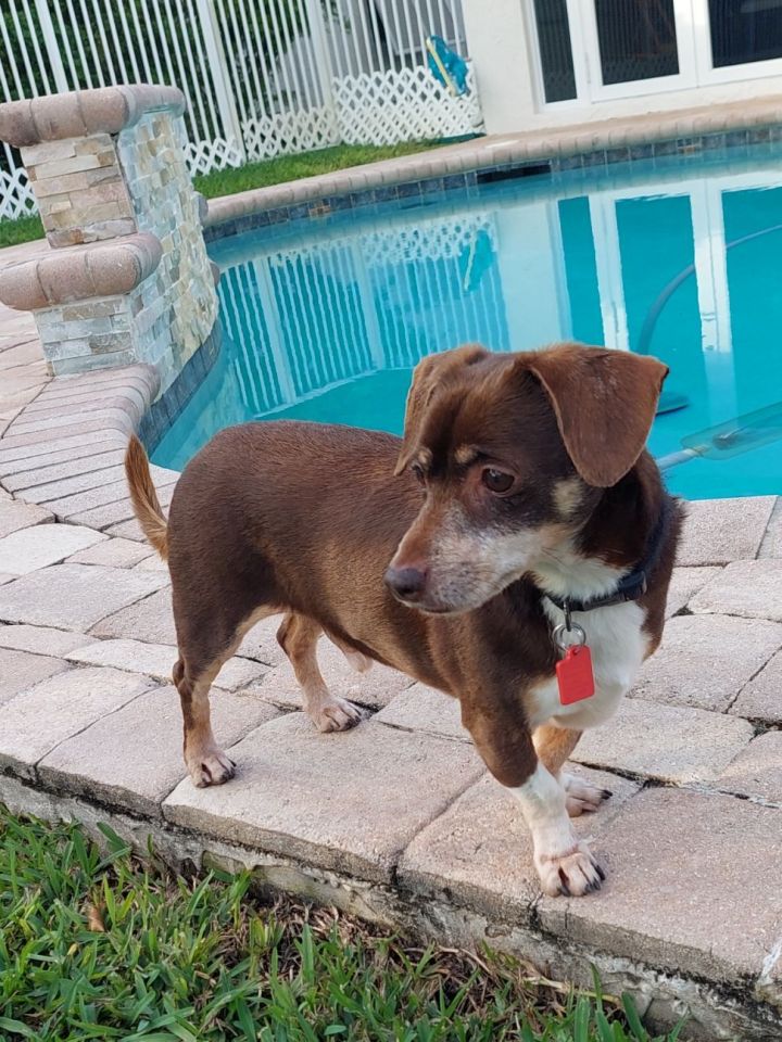Baxter , an adoptable Chihuahua & Italian Greyhound Mix in Davie, FL_image-5