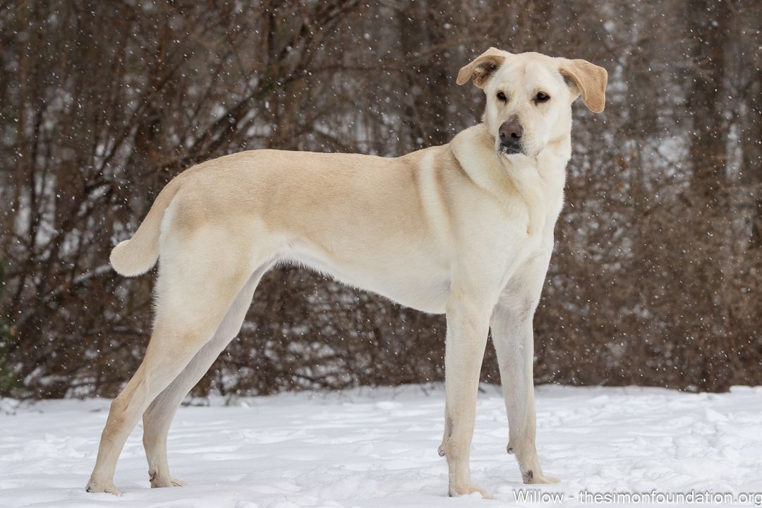 Willow, an adoptable Shepherd in Bloomfield, CT, 06002 | Photo Image 1