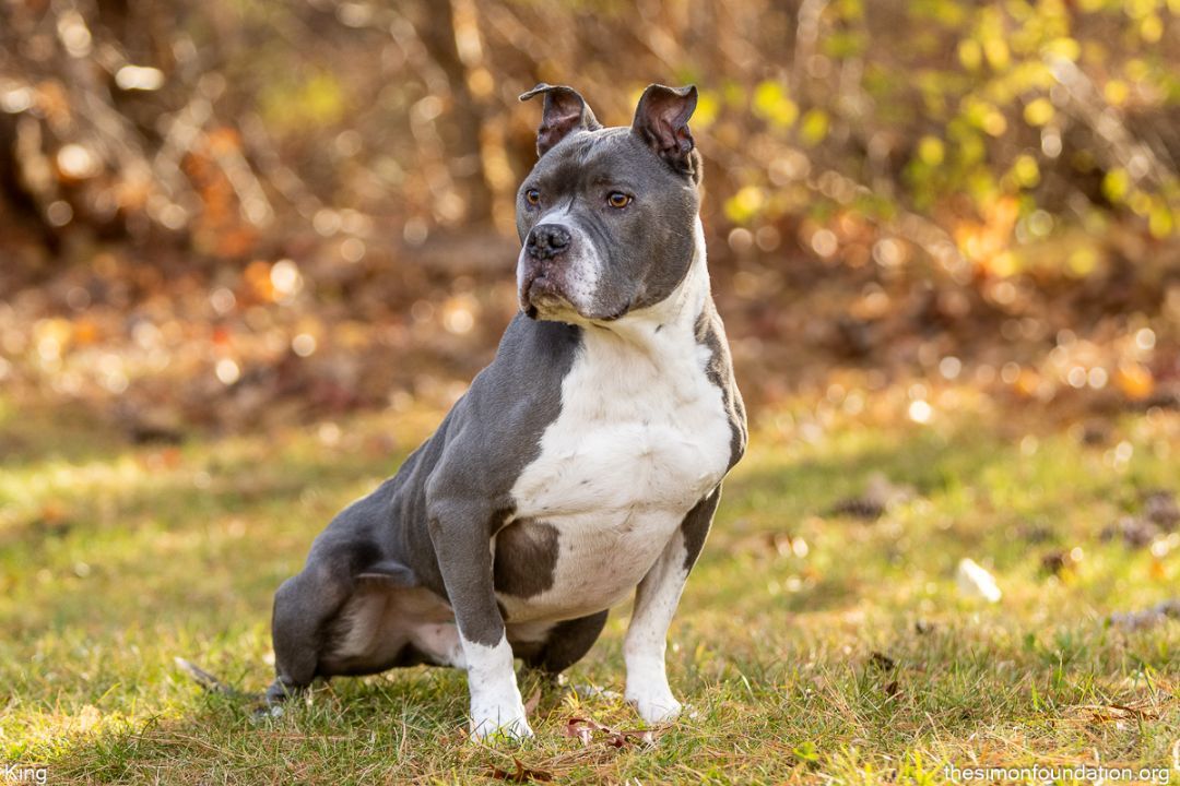 King, an adoptable Pit Bull Terrier in Bloomfield, CT, 06002 | Photo Image 1