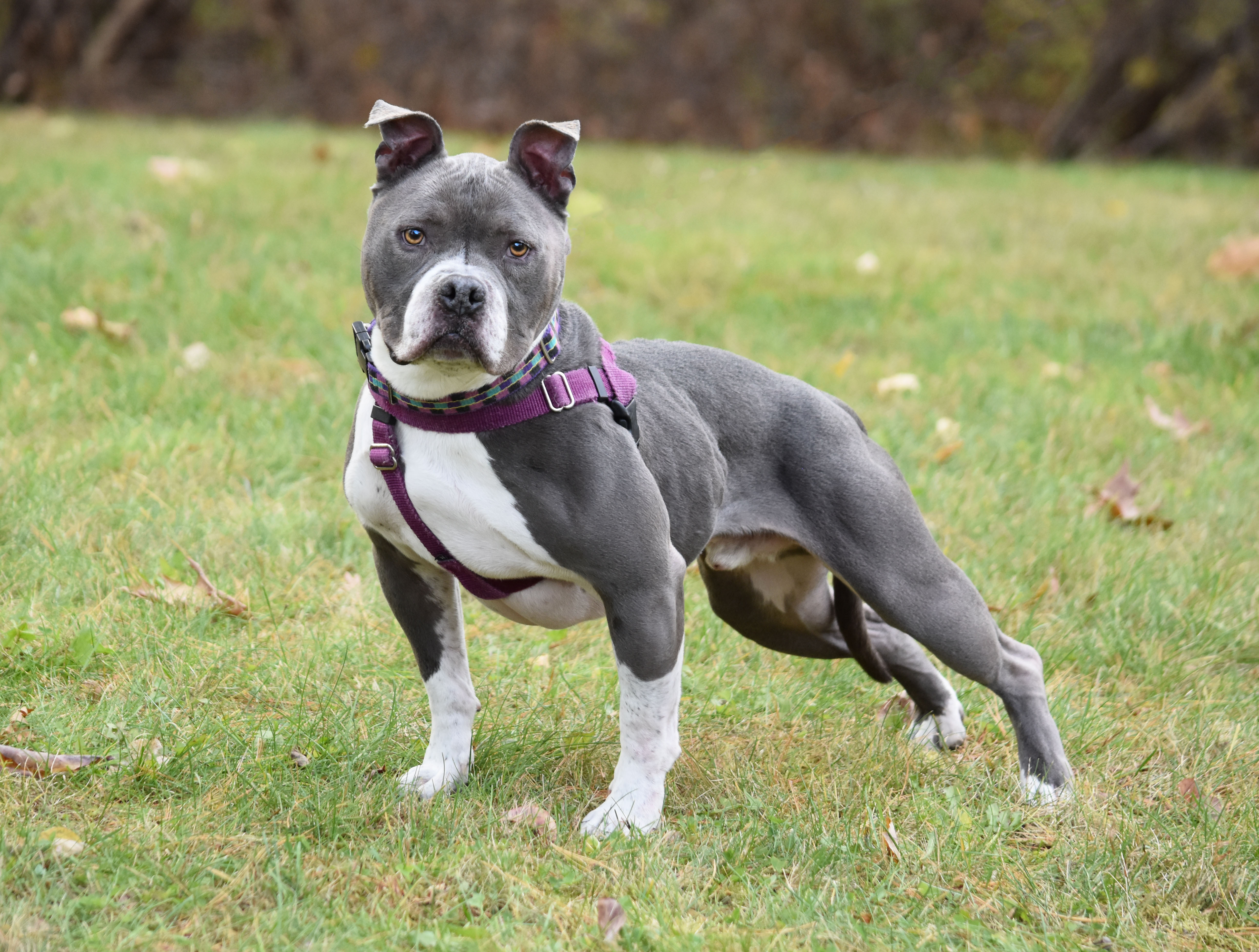 King, an adoptable Pit Bull Terrier in Bloomfield, CT, 06002 | Photo Image 2