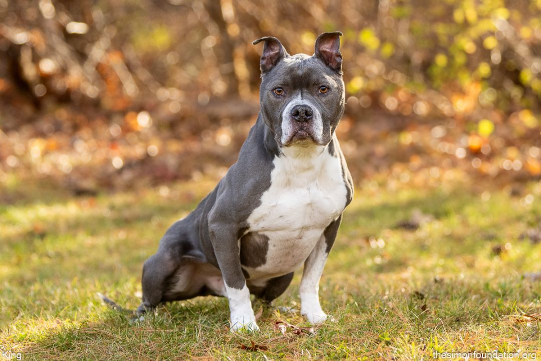 King, an adoptable Pit Bull Terrier in Bloomfield, CT, 06002 | Photo Image 1